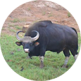 Bison
