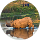 Chitwan National park