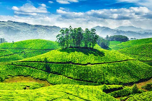 Majestic Kerala Hill Tour