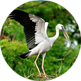 Kumarakom Bird Sanctuary