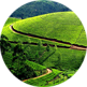 Munnar Tea garden