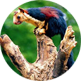 periyar