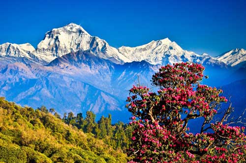 The Himalayan Experience
