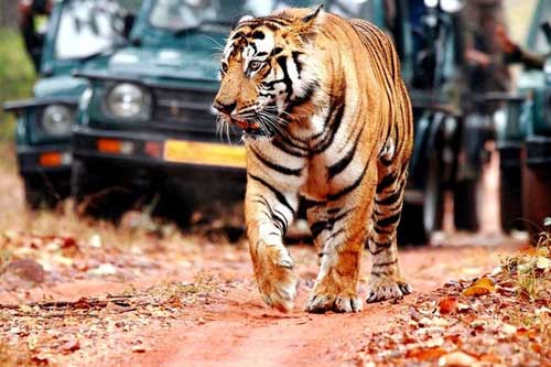 Golden Triangle Tours with Ranthambore Tiger Safari