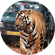 Ranthambore